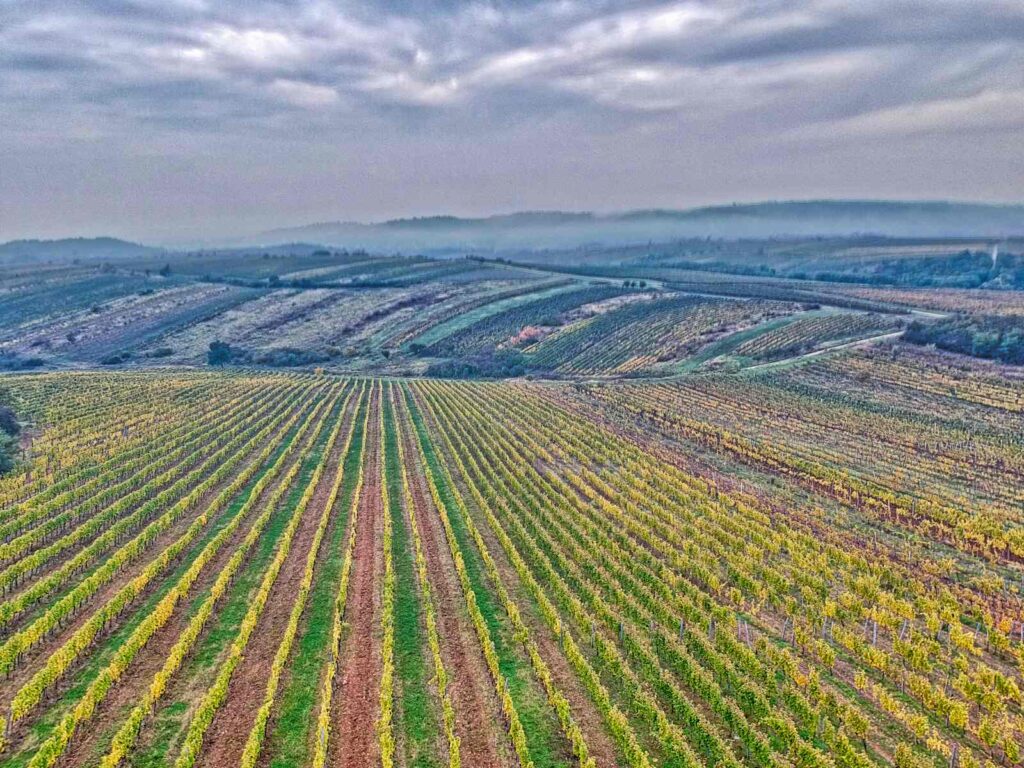 Single vineyard from above, Bomboly